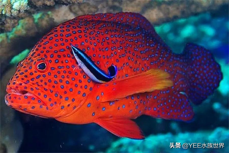 海洋医生完整版,海洋医生是什么鱼