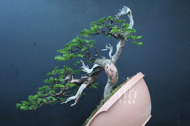 盆景改变造型,红豆杉老桩盆景造型