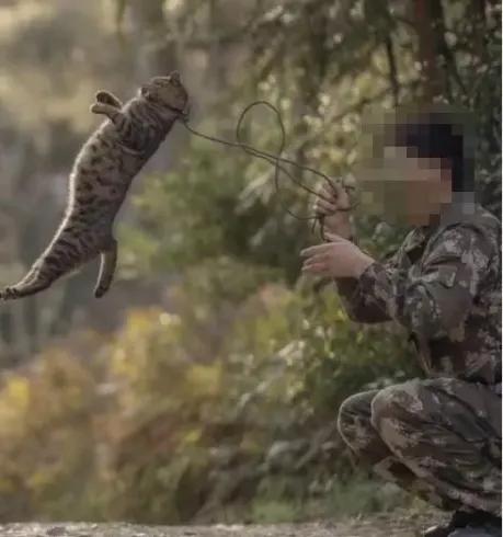 用绳栓猫头抛猫拽猫!还称自己爱猫?求求你做个人吧!