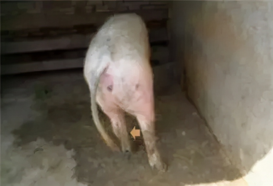 猪霉菌毒素中毒有什么症状,霉菌毒素超标猪容易得哪些病
