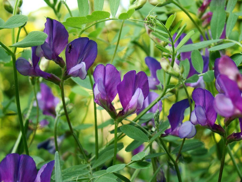 宁夏沙土地种植,宁夏银川200亩地种什么效益高