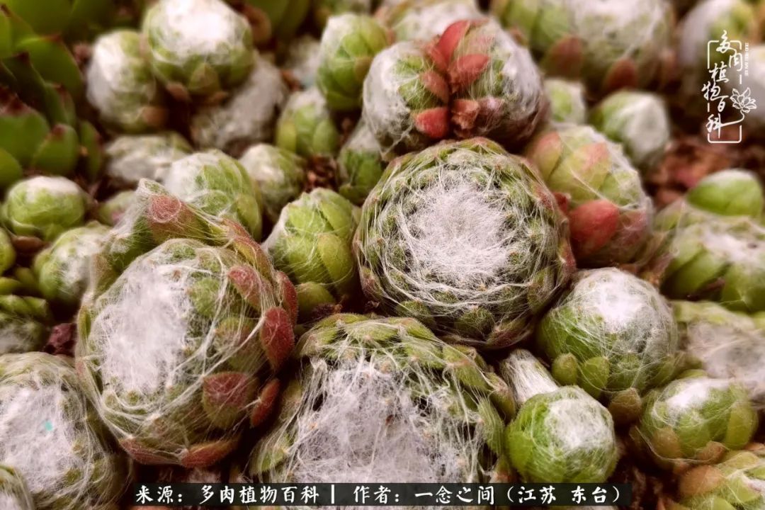 遇见花开蓝莓糖,遇见花开蔬菜沙拉酱