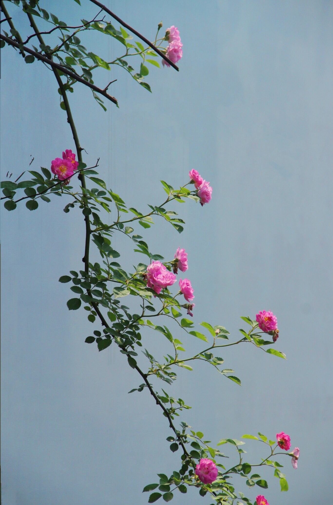 藤本蔷薇花的种植栽培方法,藤本蔷薇花架