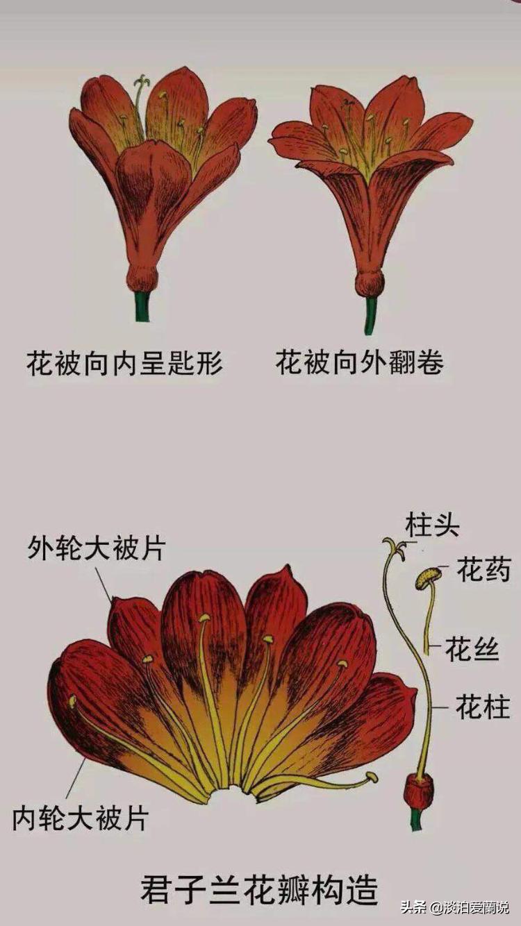 君子兰小苗移栽视频,购买优质君子兰小苗