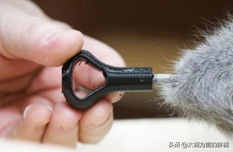 蓝猫冻死了,蓝猫牺牲了