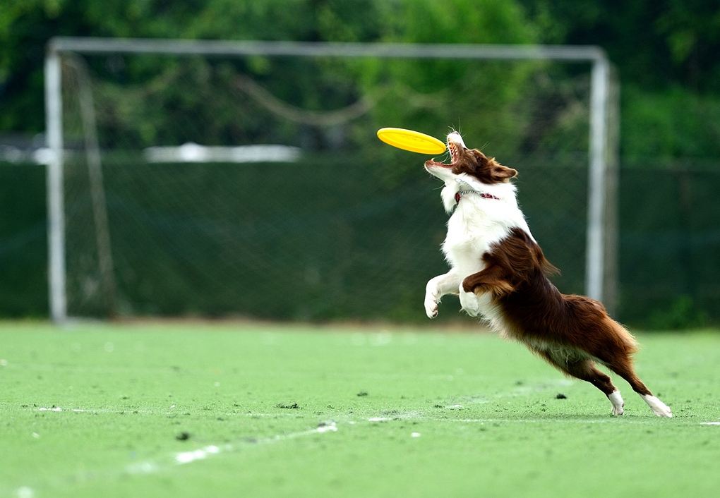 狗狗在夜里面突然狂叫是什么原因,狗狗晚上老是乱叫这两招帮你解决