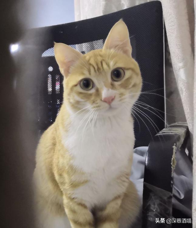 土猫可以当成宠物饲养吗？来！看看网友们是怎么回答的