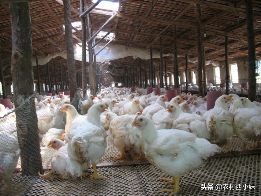 养殖鸡长得慢怎么办呢,养殖鸡为什么变轻