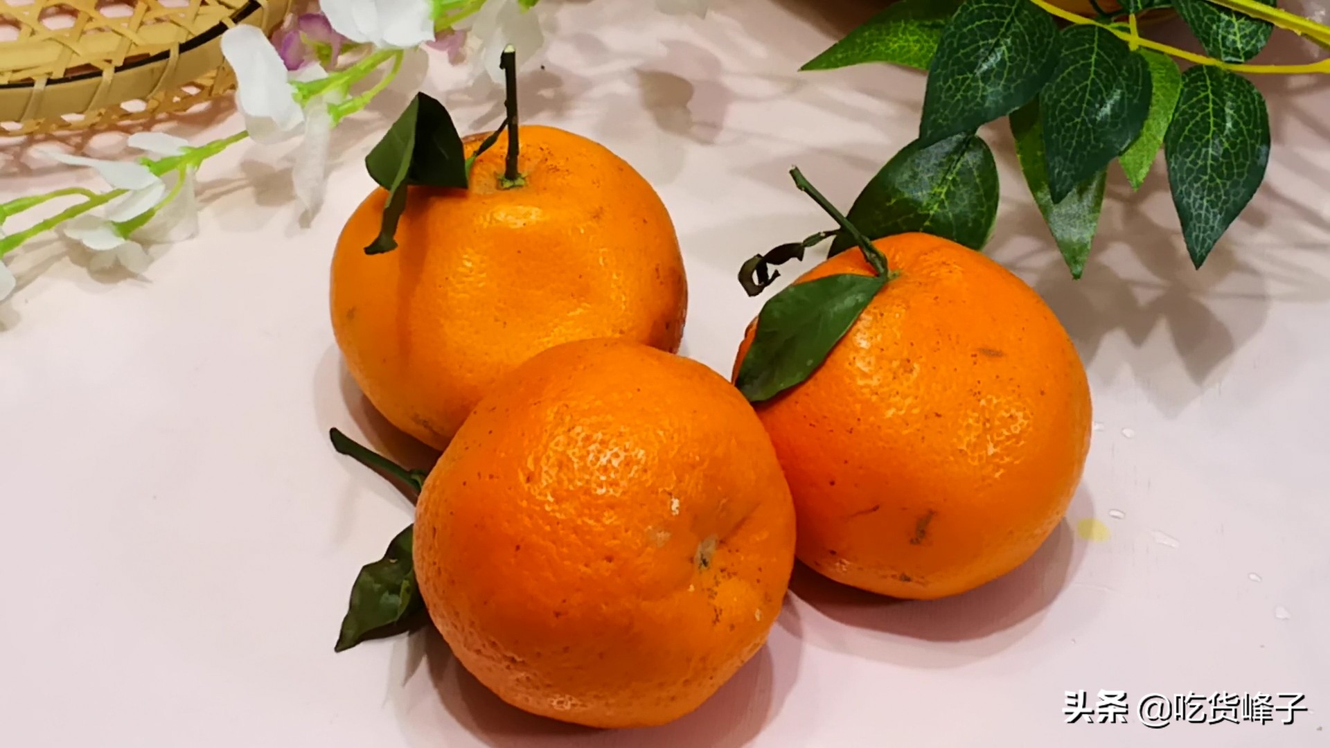 丑橘是转基因水果吗能吃吗,丑橘和转基因水果哪个好