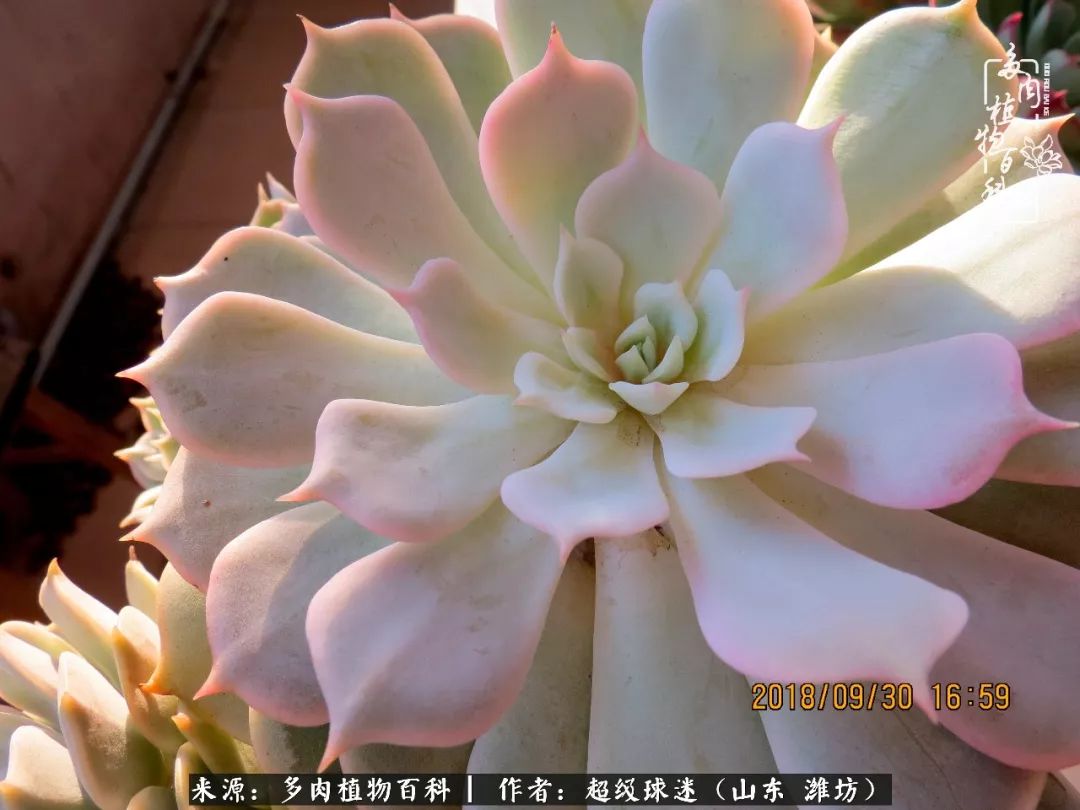 多肉黑茎咋办,多肉黑菌