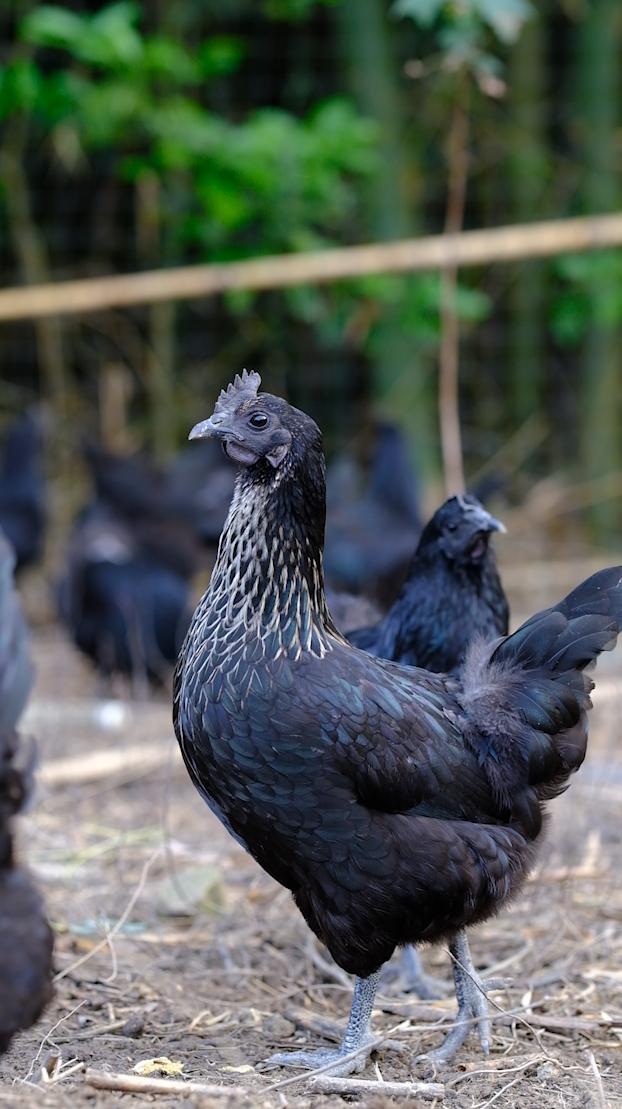 卖完公鸡留母鸡生蛋，不按斤按盒卖70-100块，居然收入千万