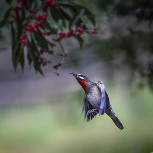 为什么说靛颏鸟是鸟中君子,鸟中君子蓝靛颏