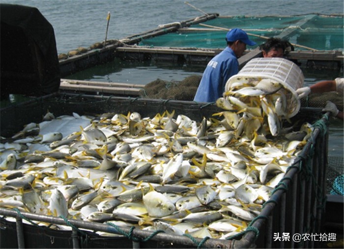 5鏈堟贰姘撮奔浠锋牸涓婃定鍘熷洜,浠婂勾鍥涘ぇ瀹堕奔浠锋牸浣庤糠鍘熷洜