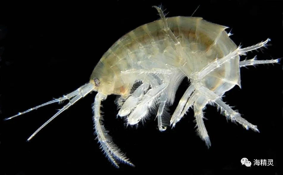 活石上不请自来的“偷渡客”，你们都是谁？