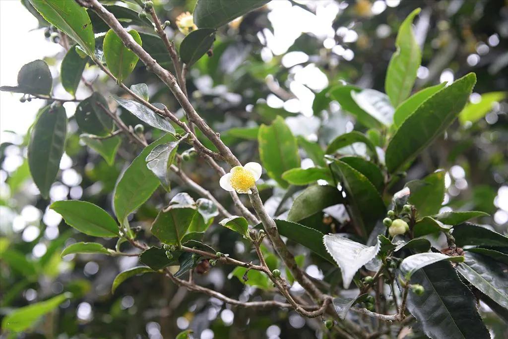 云南茶叶怎么分辨好坏,云南茶叶为什么那么便宜