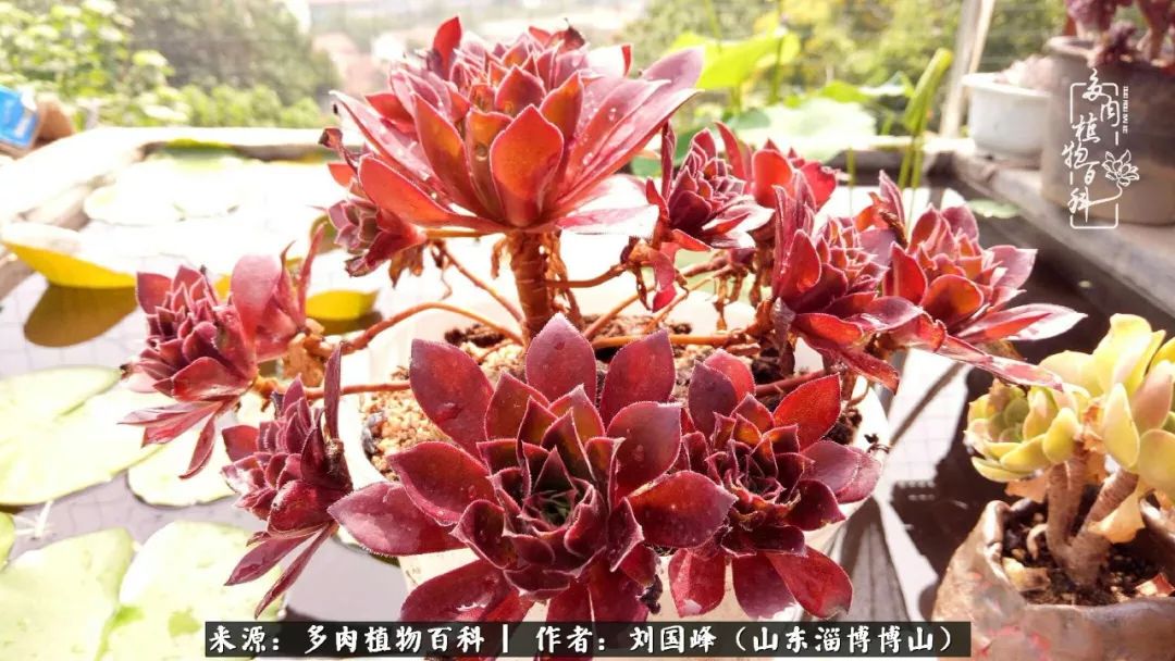 多肉安全度夏技巧,多肉如何度夏教学