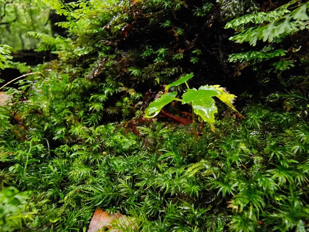 vivonex3和vivonex3s,vivonex3和vivonex3s区别