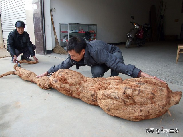 农村姑娘种葛根,农村姑娘承包果园