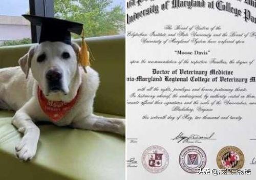 惊！狗狗真的可以“治病”，这类辅助犬做到了