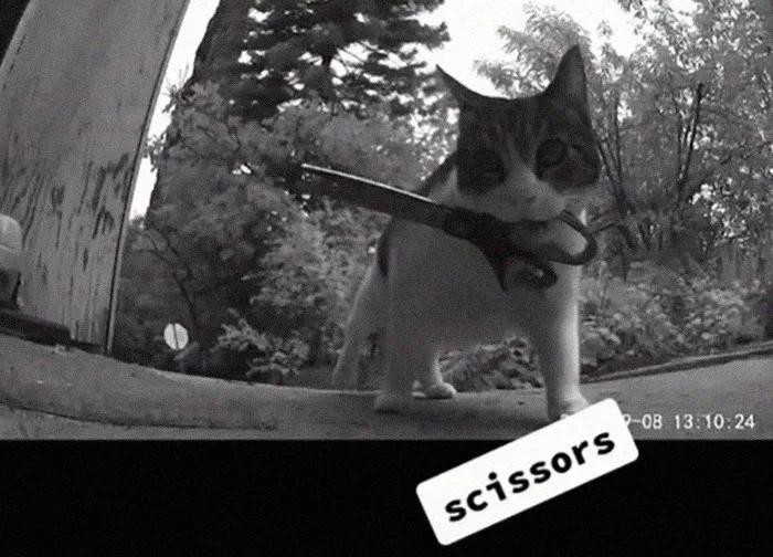 国外中国人遇到中华田园猫,中华田园猫在海外保护主人