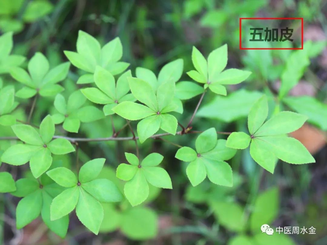 品味本草之美（第一季）