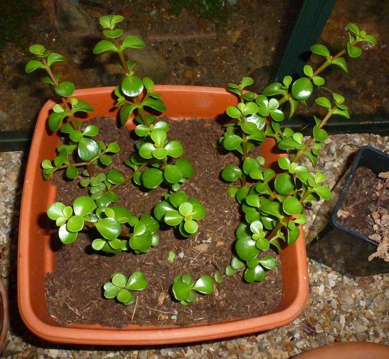 金枝玉叶雅乐之舞老桩,金枝玉叶雅乐之舞怎么养成老桩