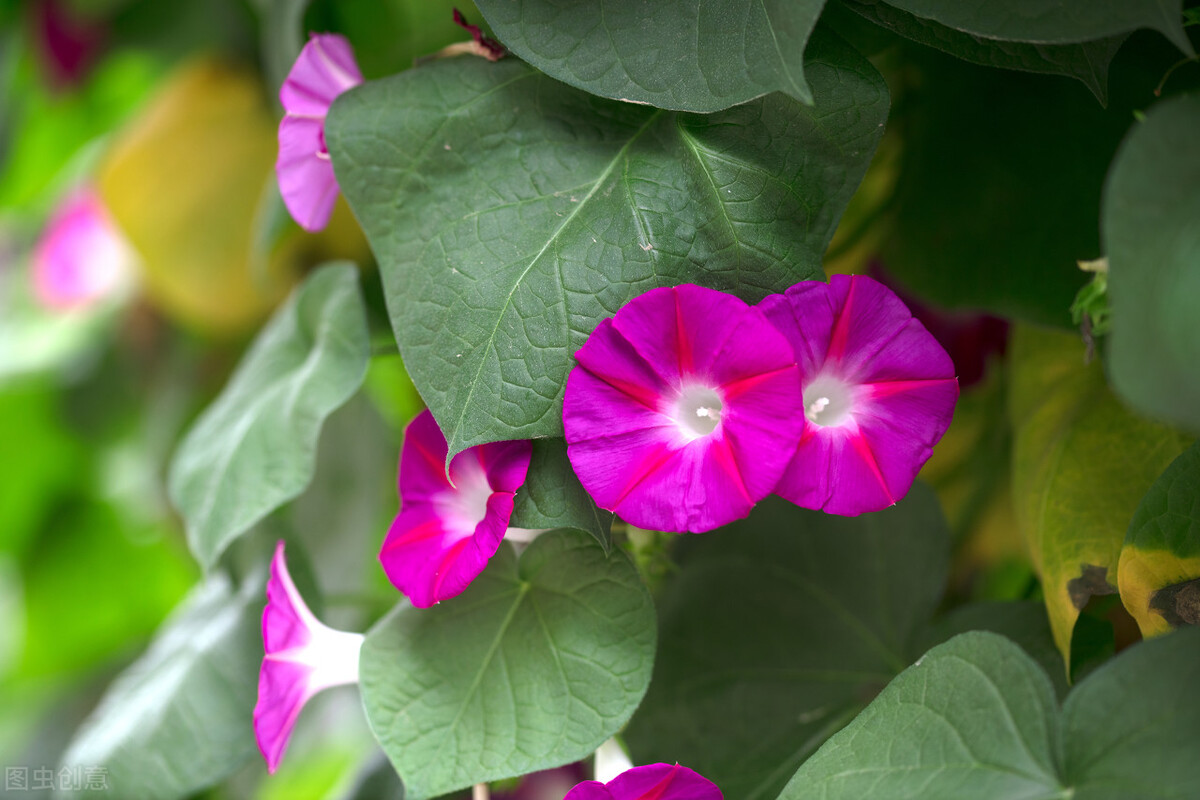 5种草花种子,5种秋播花春季播种来年开花超美