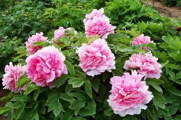 各月出生花,农历几月几日出生代表什么花