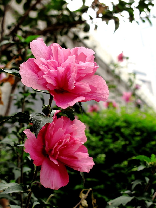 人养花花养人下句,什么花好养活又好看还可以吃的