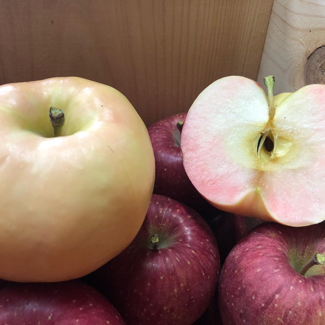 日本青森苹果图片,走进青森苹果园