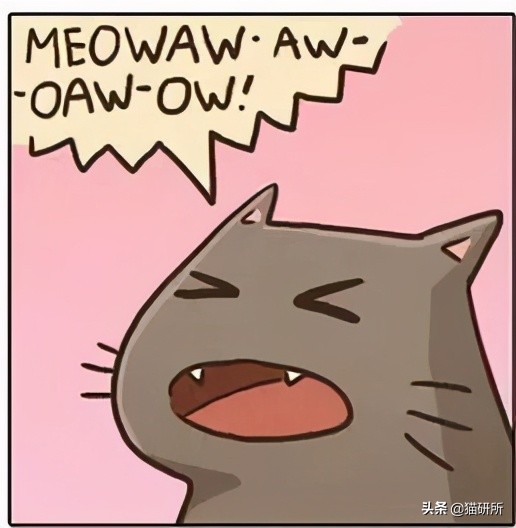 猫咪总是打扰主人吃饭怎么办,猫咪总是打扰我睡觉怎么办