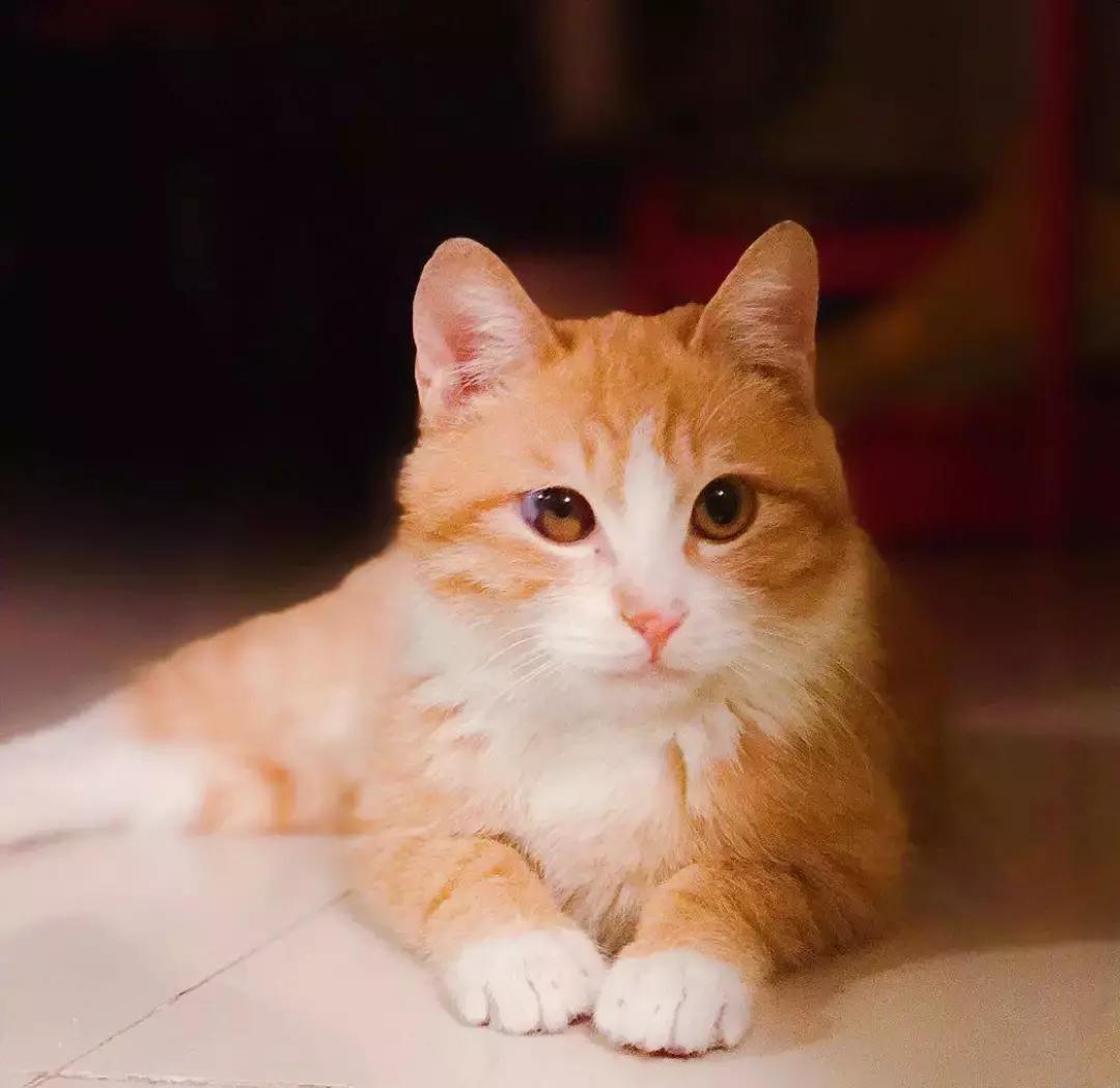 给它们一个家|线上宠物领养日,201903102