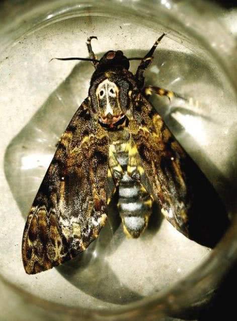 大自然伪装动物,为什么各种动物有自己的特点