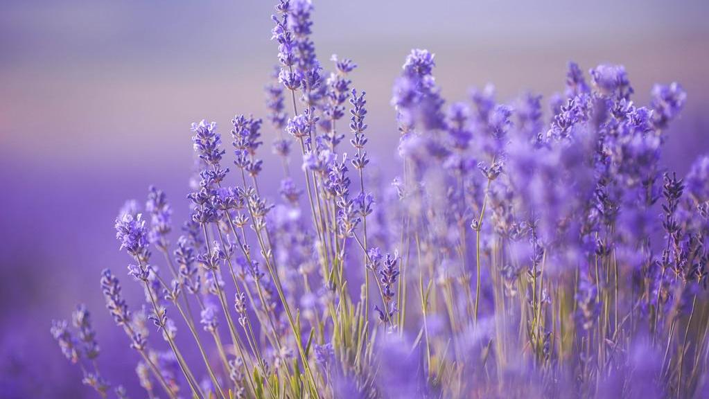 忘记时间的存在和所有的烦恼,忘记时间的存在