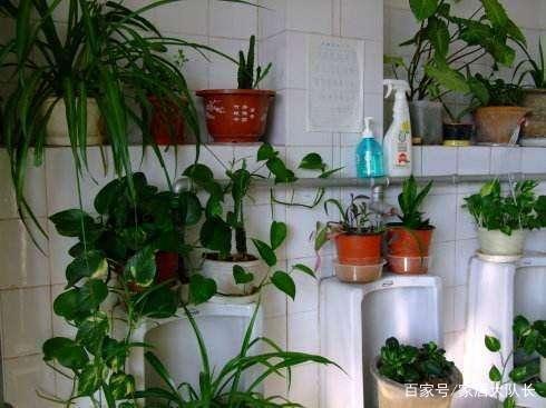 洗手间养什么花除味,卫生间养植物真的能除臭吸湿气吗