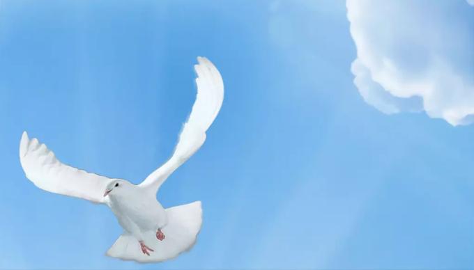 ps仿制图章alt键不能复制,ps仿制图章工具怎么调整取样点