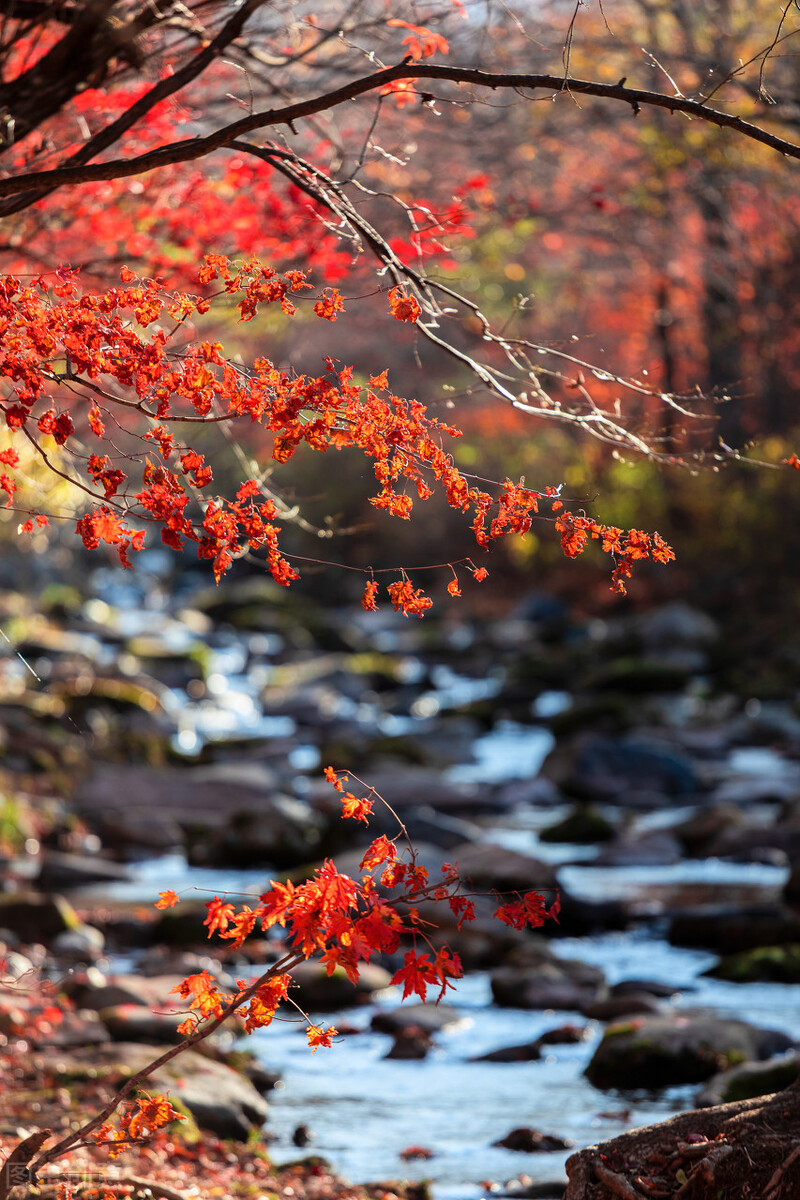 四年级同步作文我的乐园范文,小学语文四年级上册同步作文范文