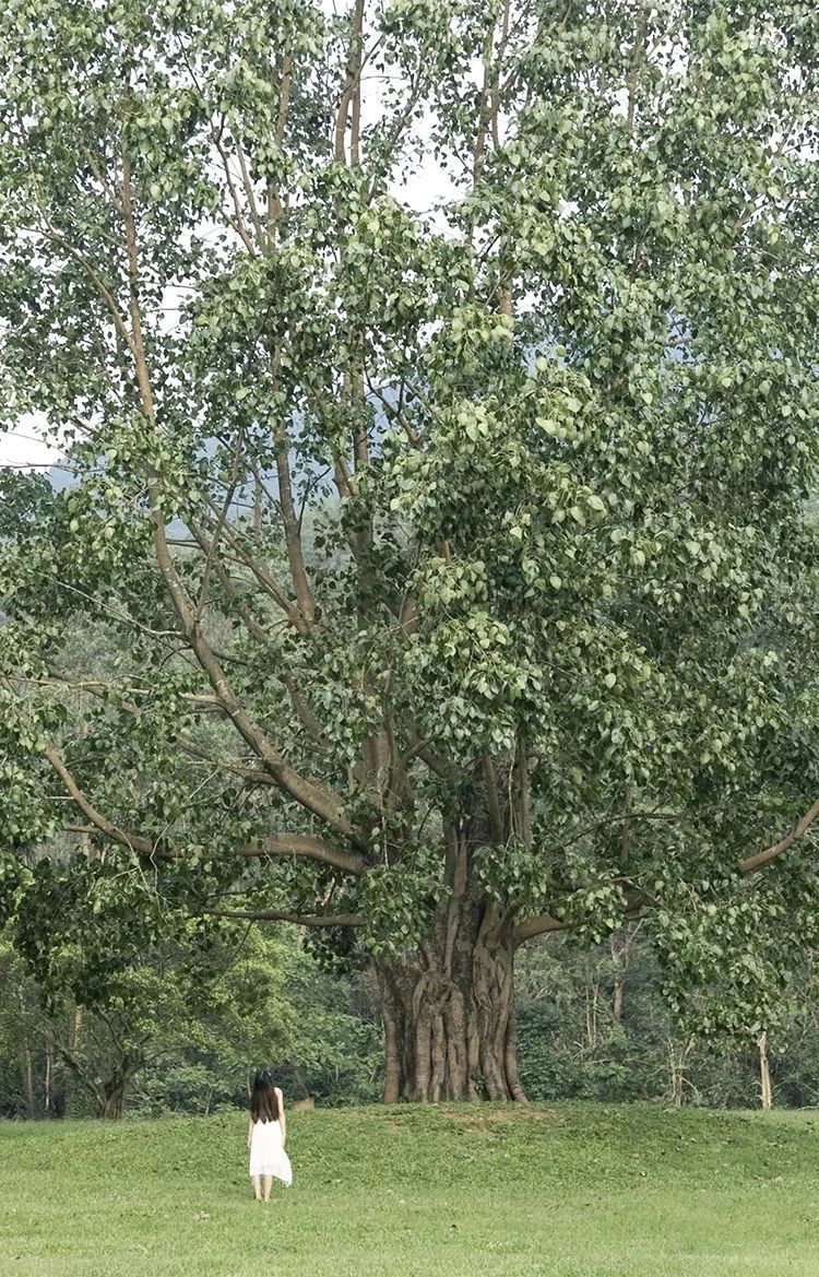 最美湖泊小众风景,最美湖泊西湖