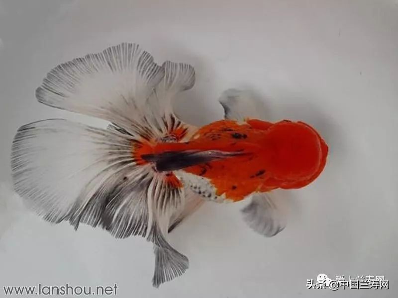 那些企图拿尾巴征服世界的金鱼们