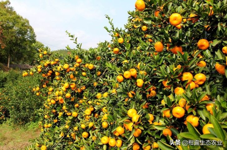 南丰蜜桔价格是什么,南丰蜜桔现在行情怎样