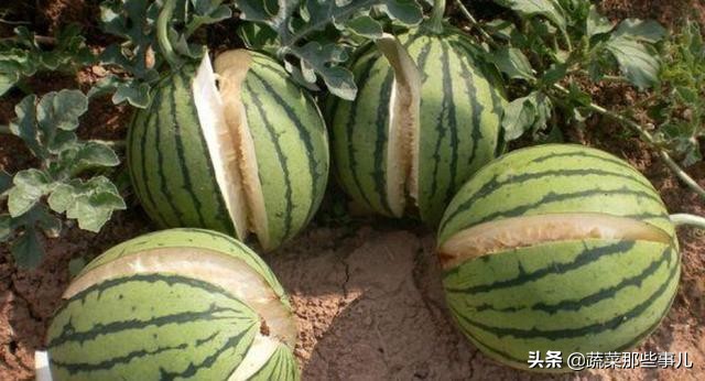 西瓜为什么炸那么多,西瓜为什么自己会炸