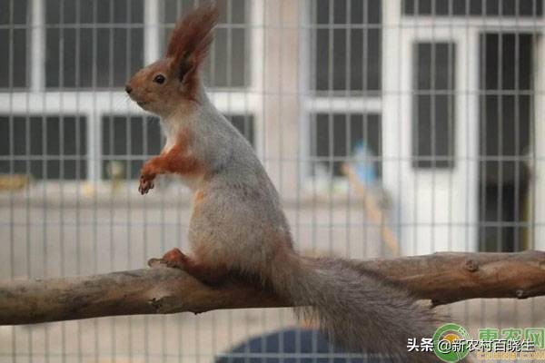 观赏活体松鼠,海南红腹松鼠观赏