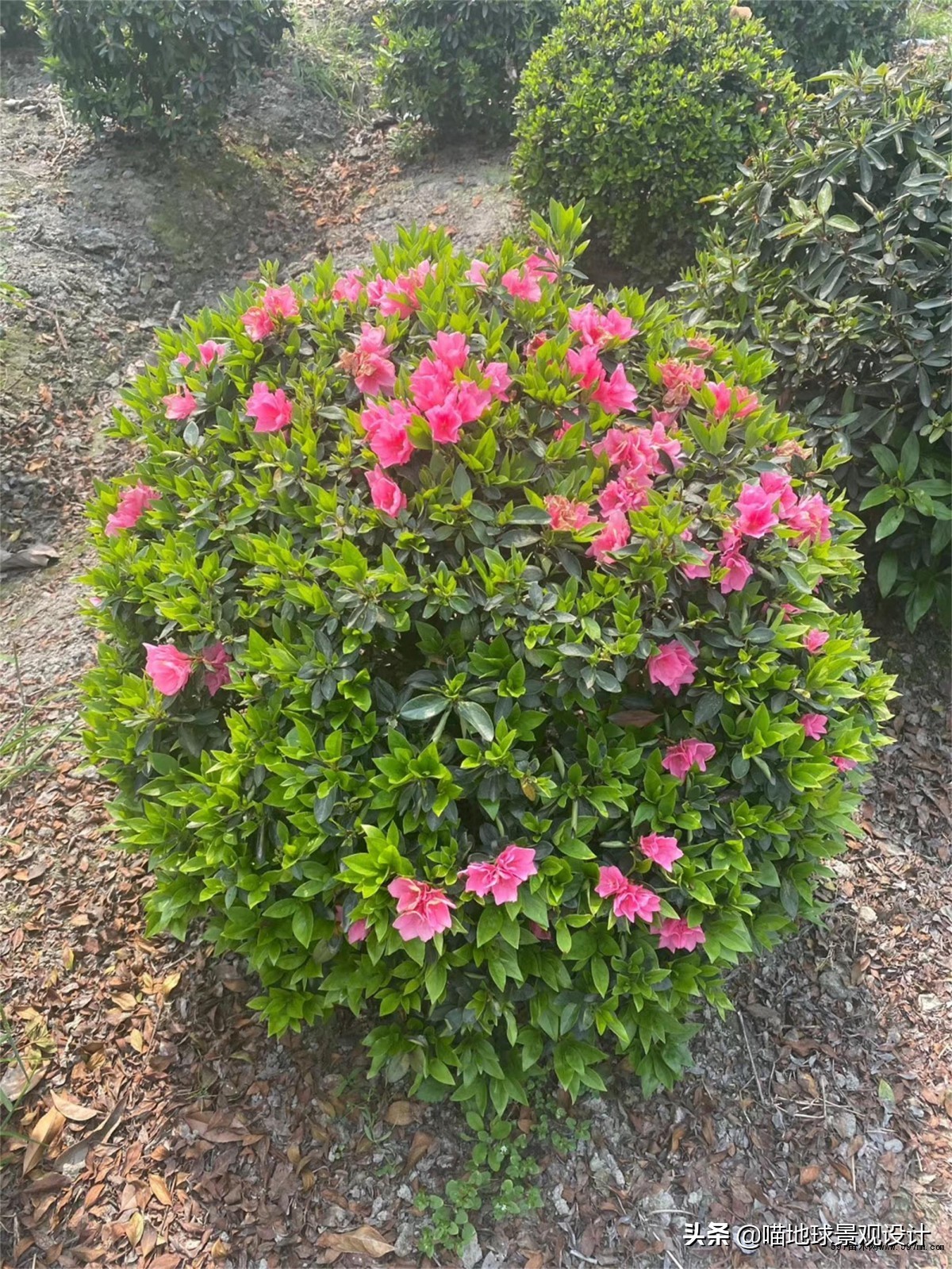 灌木球类植物,灌木植物种类及图片