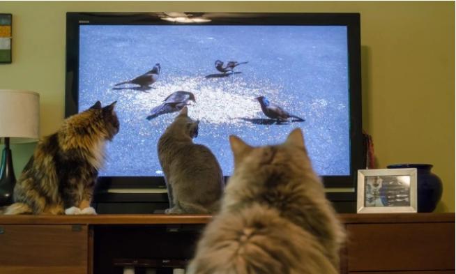 小猫咪能看懂别的猫咪照片吗,小猫咪在猫咪的眼里是什么样的