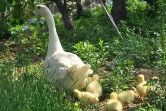 有机农业到底该怎么做呢,有机农业的困境和出路