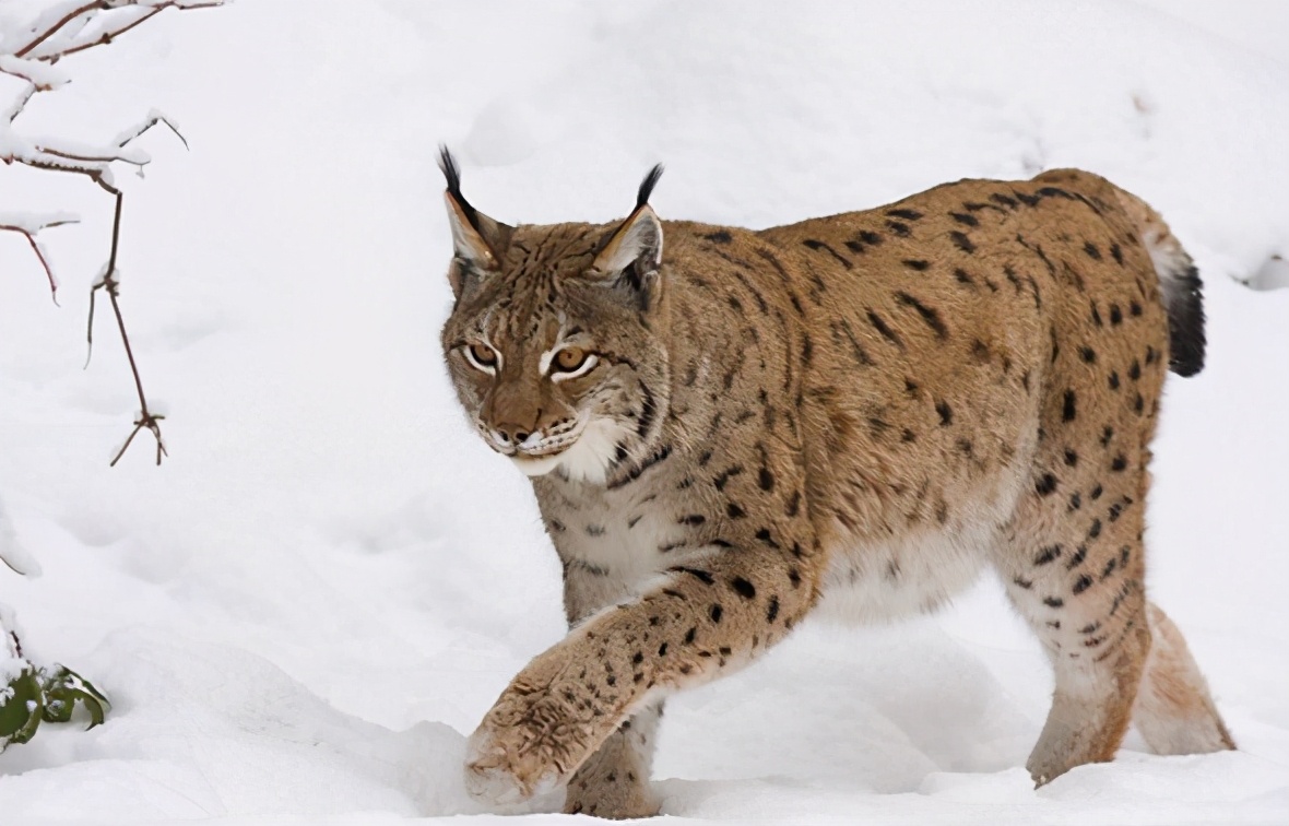 平头哥的亲戚谁更厉害,平头哥的表兄弟是什么动物