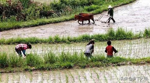 2021年牛年是什么时候开始,农历正月牛开始耕田吗