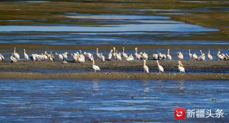 塔城鸟踪：白鹈鹕吃鱼讲究仪式感