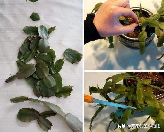 蟹爪兰花缺肥叶片会打蔫吗,蟹爪兰花苞少怎么办