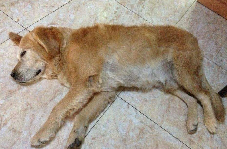 狗狗细小临终前的5个征兆,狗狗在临终前为什么会躲起来